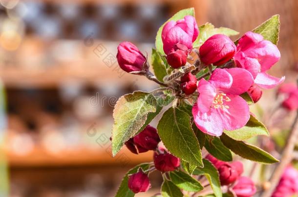 蟹苹果船樯星座粉红色的花和树叶