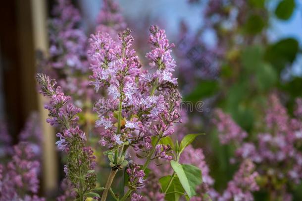紫色的丁香花紫丁香属的植物寻常的或普通的丁香花属