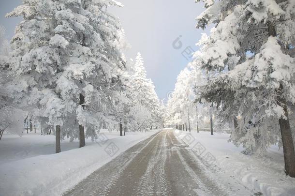 冬森林和树大量的雪.白色的使结冰霜公园园林景观