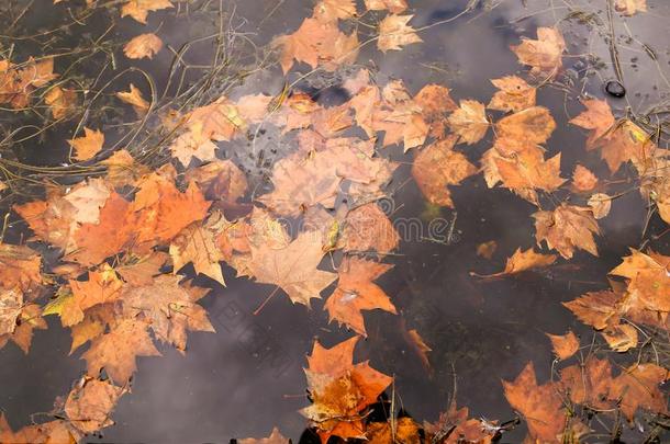 黄色的秋枫树树叶落下进入中水,软的集中.