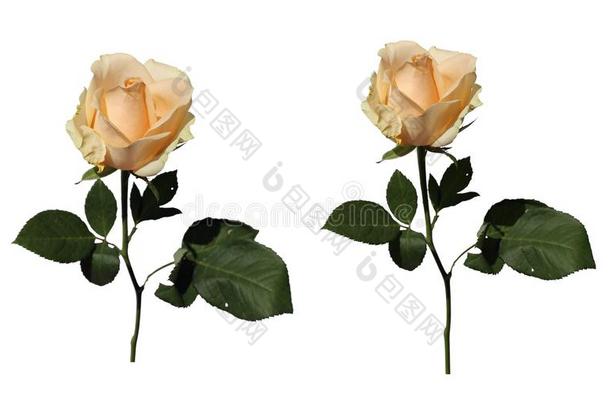 自然的白色的/光黄色的美丽的玫瑰和一白色的b一ckgro