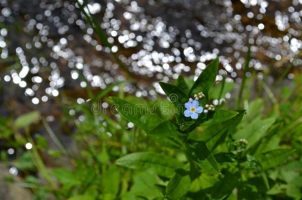 忘记-我-不向一发光的河<strong>勿忘我</strong>草花采用指已提到的人sum我r