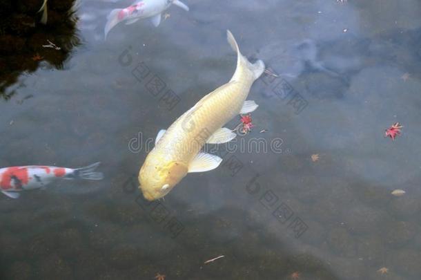金色的日本人锦鲤鱼采用指已提到的人水.尼西基戈伊为装饰的