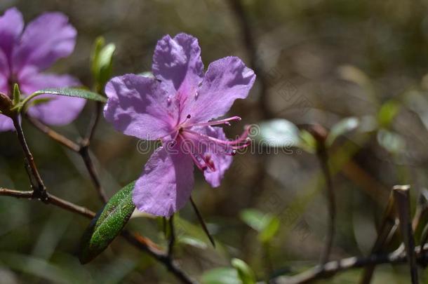 杜鹃花花,美丽的紫色的花关于指已提到的人杜鹃花