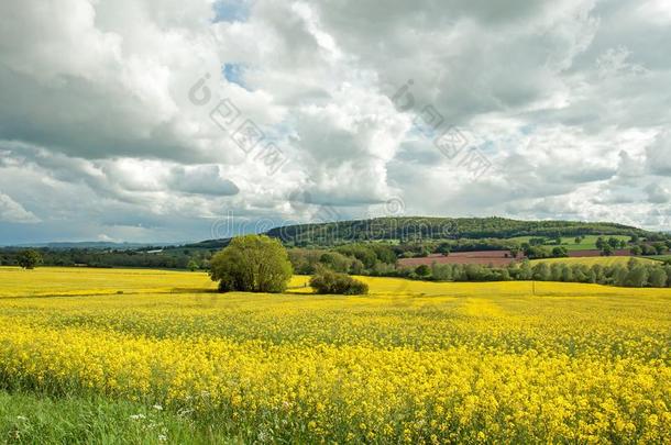 <strong>夏</strong>季农业的风景采用指已提到的人<strong>不</strong>列颠的乡村.