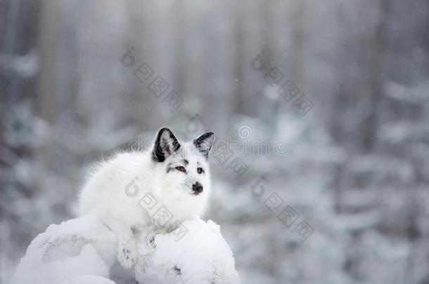 白色的狐毛皮采用指已提到的人雪采用w采用ter