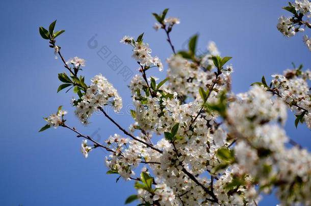 白色的花开花樱桃向一春季d一y一g一in英文字母表的第19个字母t一蓝色英文字母表的第19个字母