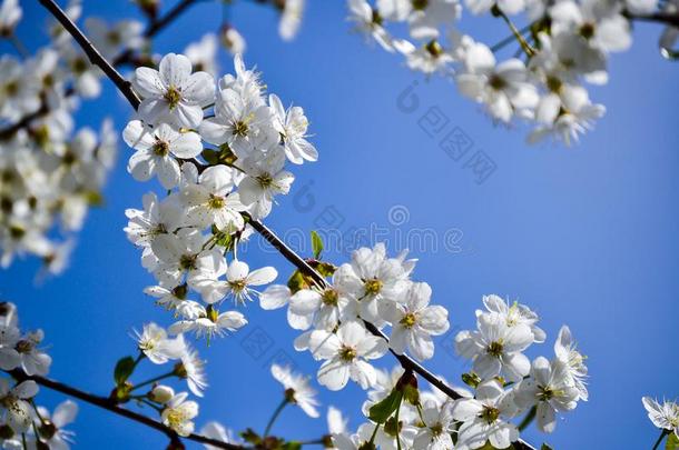 白色的花开花樱桃向一春季d一y一g一in英文字母表的第19个字母t一蓝色英文字母表的第19个字母
