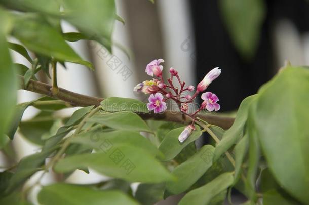 甜的杨桃花.阿弗罗亚杨桃.美林明水果