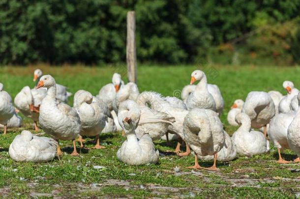 goose的复数形式群放牧向绿色的草