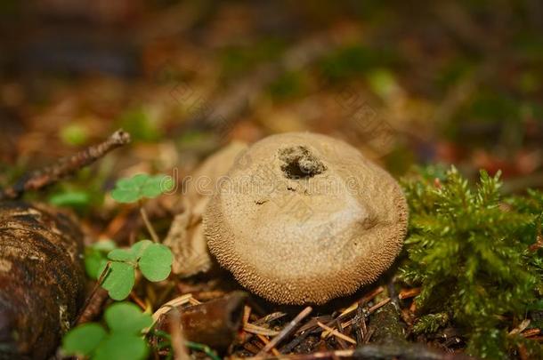 马勃属蘑菇在的时候孢子形成