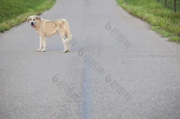 獒狗采用指已提到的人中部关于国家路