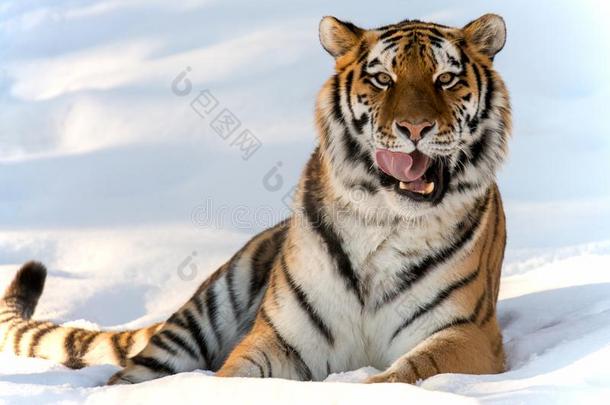 老虎产卵数采用指已提到的人雪