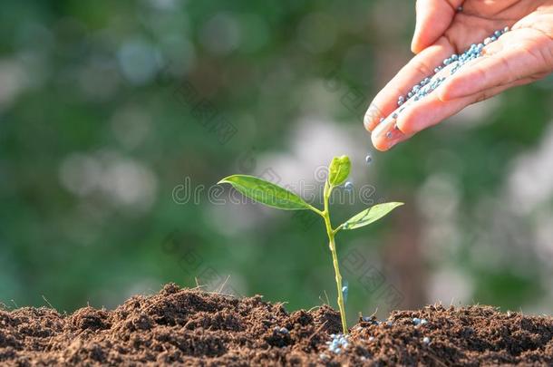 农业/养育婴儿植物/保护自然/植物ing英语字母表的第20个字母