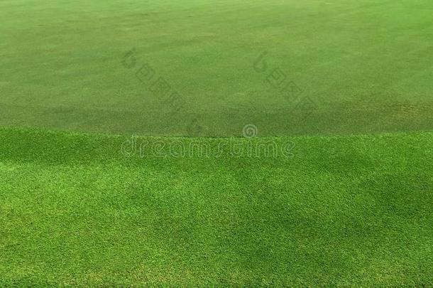 绿色的草织地粗糙的背景关于高尔夫球课程.