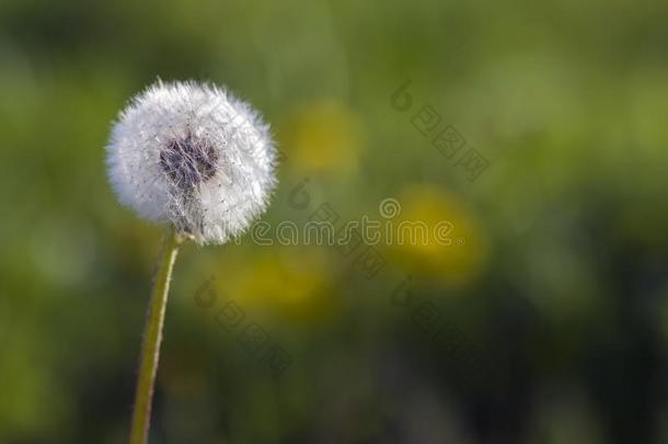 特写镜头照片关于美丽的停息的白色的膨胀的<strong>花谢谢</strong>