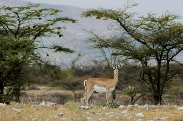 瞪羚羚羊采用非洲无树大草原野生的自然