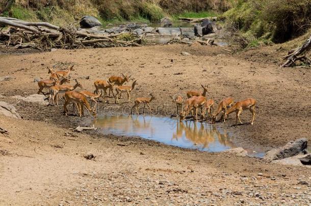 跳羚羚羊采用非洲无树大草原dr采用k水从湖