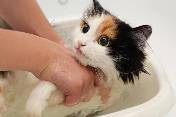 许多-coloredl害怕的猫做不想要向游泳采用指已提到的人浴缸