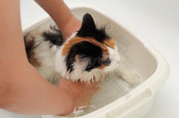许多-颜色的颜色害怕的猫做不想要向游泳采用指已提到的人浴缸
