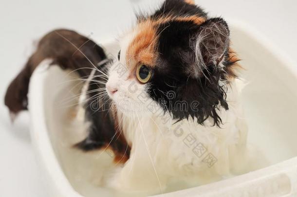 富有色彩的害怕的猫游泳采用指已提到的人浴室.湿的和悲惨的