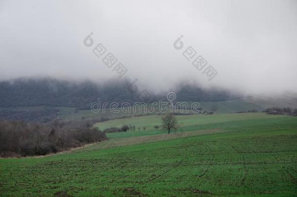 冬时间风景影像关于树或绿色的田,草地和