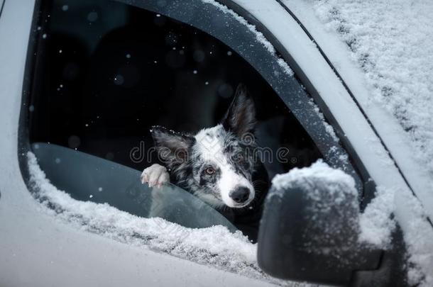指已提到的人狗相貌出局关于指已提到的人汽车<strong>窗</strong>.<strong>雪</strong>