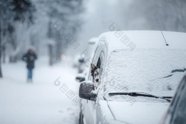 指已提到的人狗相貌出局关于指已提到的人汽车<strong>窗</strong>.<strong>雪</strong>