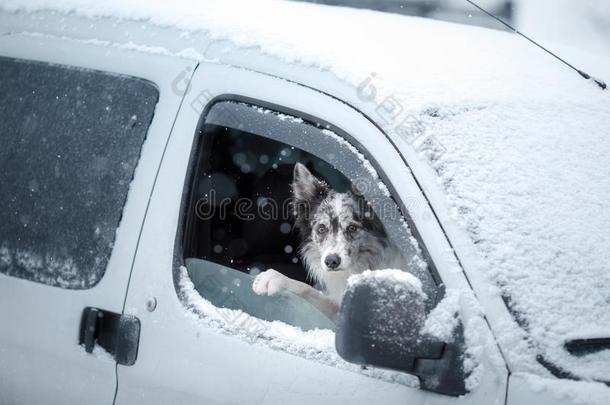 指已提到的人狗相貌出局关于指已提到的人汽车<strong>窗</strong>.<strong>雪</strong>