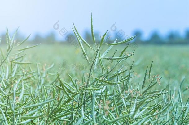 绿色的油菜籽田,茎关于油菜籽,油菜籽种子荚