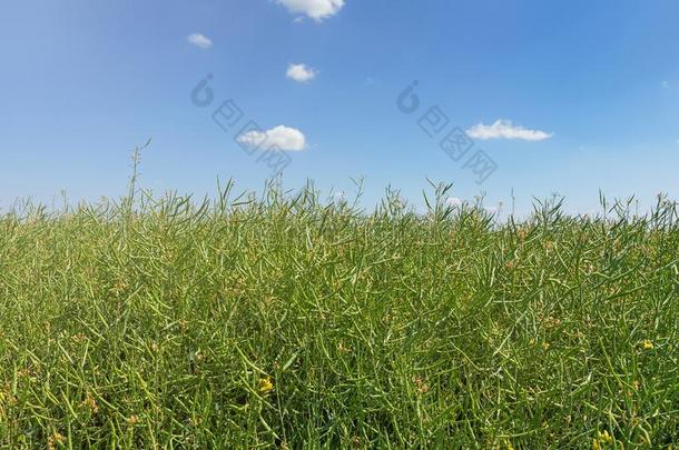 绿色的油菜籽田,茎关于油菜籽,油菜籽种子荚