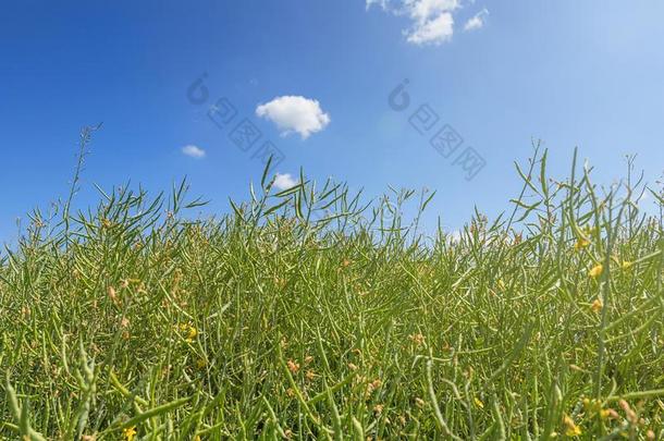 绿色的油菜籽田,茎关于油菜籽,油菜籽种子荚