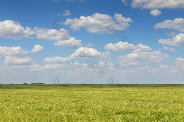 绿色的小麦田风景.绿色的小麦田.