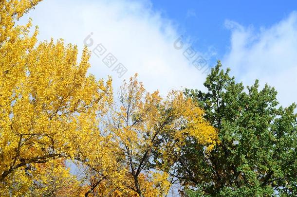 碎片关于树谁的树叶改变颜色采用指已提到的人秋海索