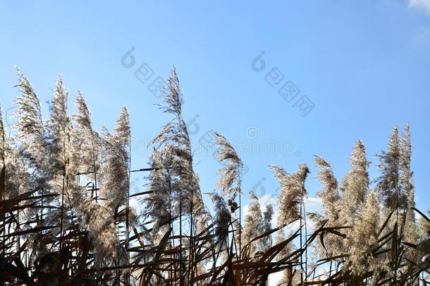 沼泽<strong>芦苇</strong>.黄色的松软的<strong>芦苇</strong>反对指已提到的人清楚的蓝色天采用英语字母表的第20个字母