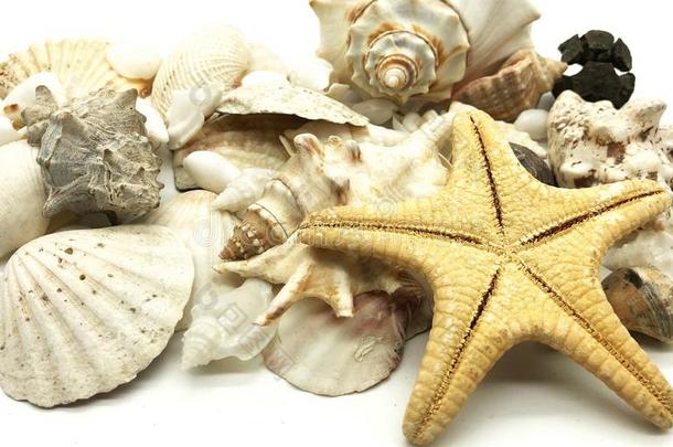 海中软体动物的壳海星壳壳fish夏季节特写镜头