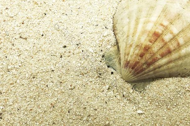 海中软体动物的壳海星壳壳fish夏季节特写镜头