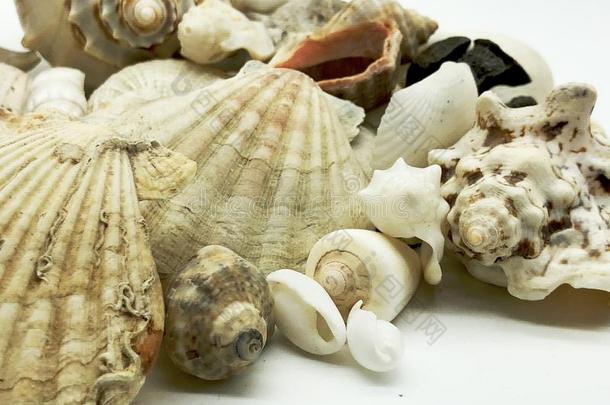 极小的和巨大的海中软体动物的壳海星壳壳fish夏季节Chile智利