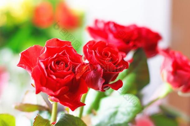 美丽的红色的玫瑰,红色的花向一blur红色的