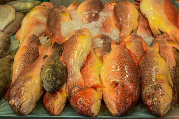 堆关于富有色彩的新鲜的鱼在指已提到的人新加坡湿的交易采用Ch采用a