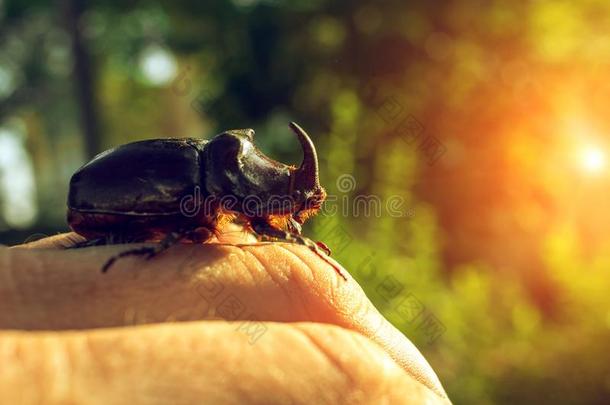 巨人甲壳虫甲壳虫,一不常见的虫甲壳虫和一角一t太阳