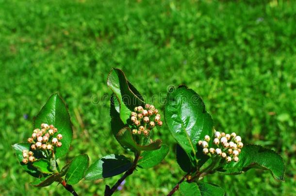 黑的阿龙尼亚苦味果或野樱梅树枝和芽