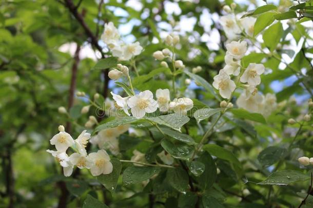 指已提到的人灌木关于茉莉开花和白色的芳香的小的花.
