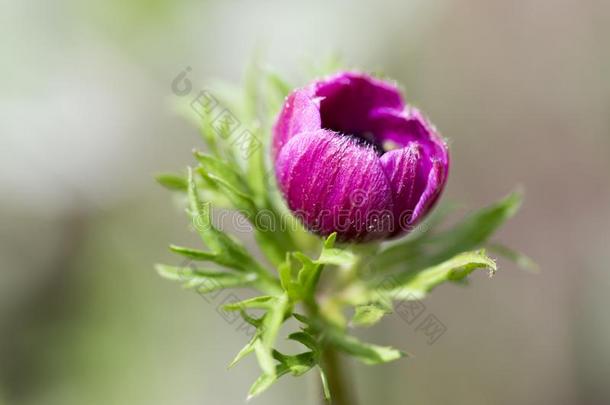 单一的装饰的银莲花冠状动脉demand需要卡昂哔叽采用花,p采用k紫色