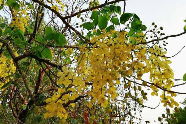 金色的阵雨树植物花树叶桂皮瘘金色的拉埃