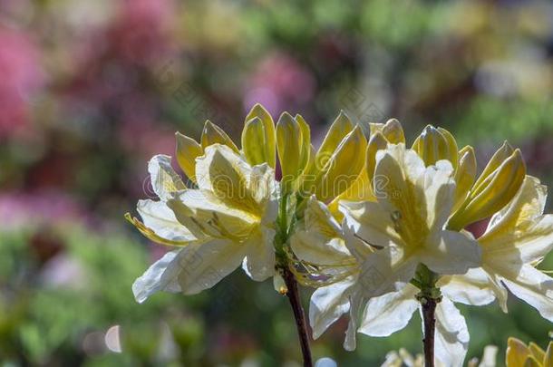 <strong>杜鹃花杜鹃花</strong>灌木和黄色的花采用花园向绿色的