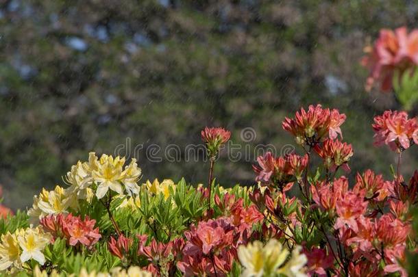 盛开的杜鹃花杜鹃花关-在上面.很漂亮杜鹃花花.