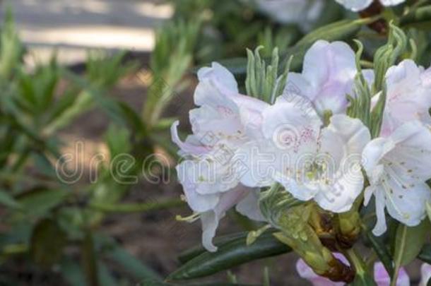 白色的杜鹃花,杜鹃花,花关-在上面.常绿植物,便士-int.看