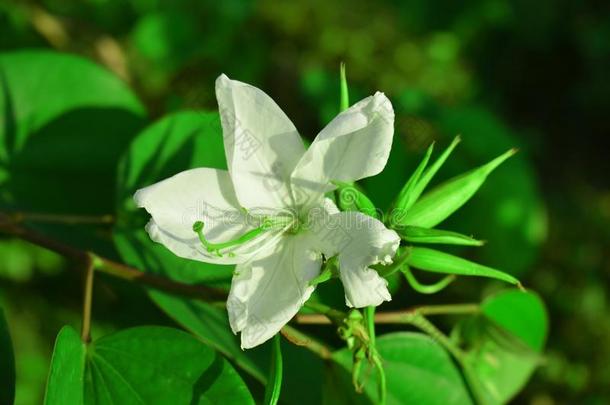 白色的花采用孟加拉共和国.早泄日本产植物