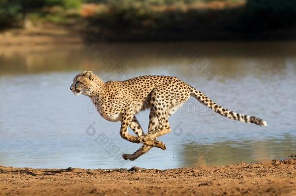 非洲猎豹跑步,猎豹具缘垂毛,南方非洲